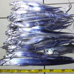 Hit Rush(ヒット ラッシュ） 釣果