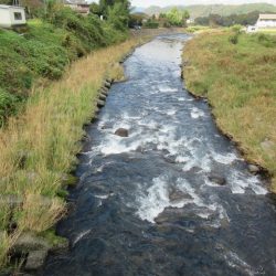 狩野川(狩野川漁業協同組合) 釣果