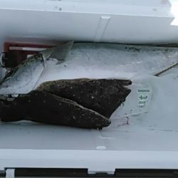 フィッシングガイド りょう 釣果