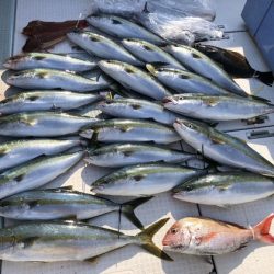 ふじしめ丸 釣果