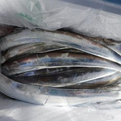 遊漁船 幸友丸 釣果