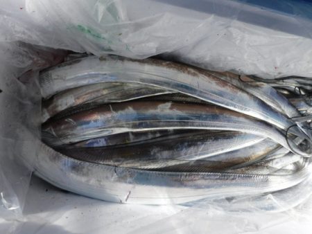 遊漁船 幸友丸 釣果