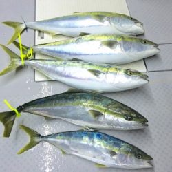 ミタチ丸 釣果