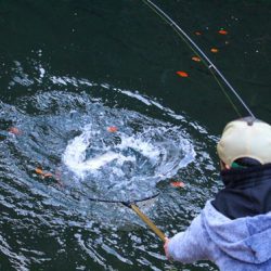 小菅トラウトガーデン 釣果