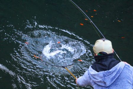 小菅トラウトガーデン 釣果