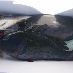 しば渡船 釣果