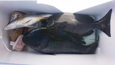 しば渡船 釣果