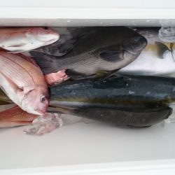 大進丸(新潟) 釣果