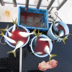 ジギング船 BLUEWATER 釣果