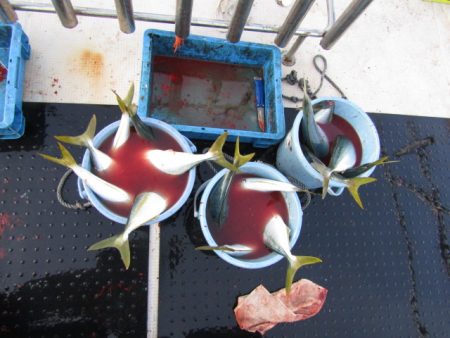 ジギング船 BLUEWATER 釣果