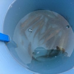 サビキも不調…(^^;