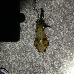 今シーズン初淡路エギング釣行