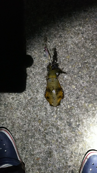 今シーズン初淡路エギング釣行