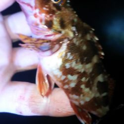 今日こそアジ爆！