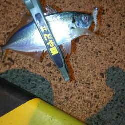 アジを探して釣る