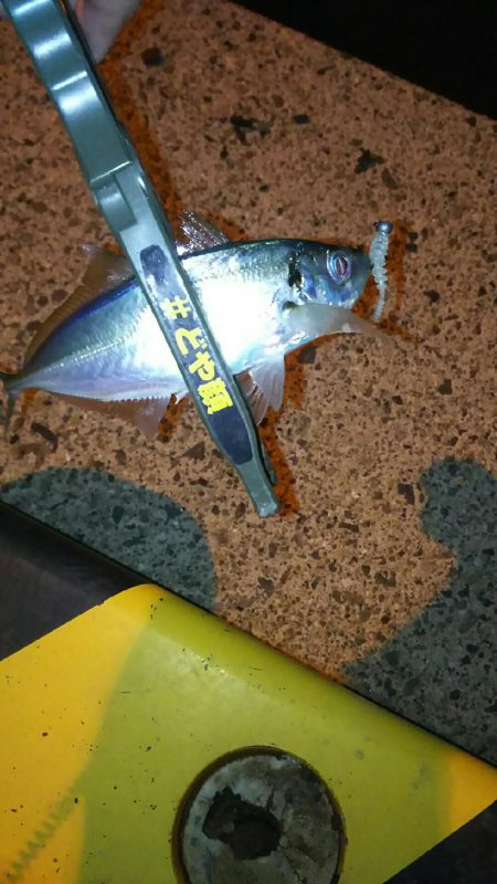 アジを探して釣る