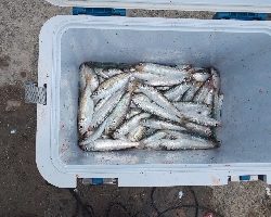 鯵、鰯の了型が未だ沸いてます。