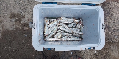 鯵、鰯の了型が未だ沸いてます。