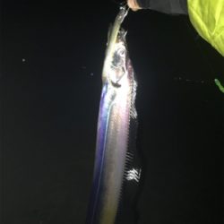 夜より昼が釣れてるみたい