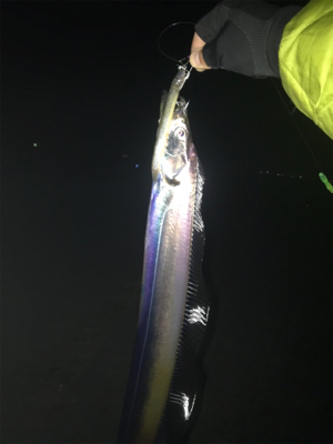 夜より昼が釣れてるみたい