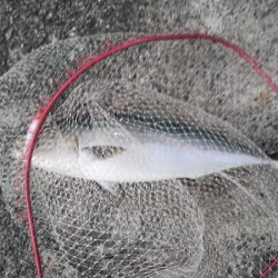 久しぶりの青物