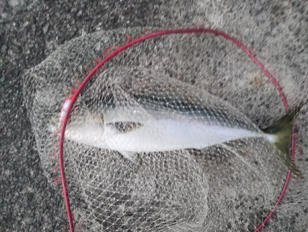 久しぶりの青物