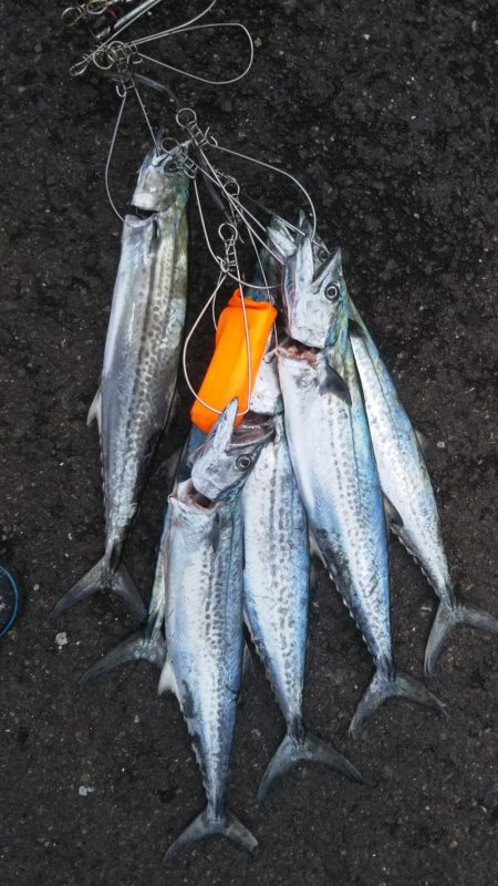 サゴシフィーバー