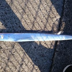 ブリ狙いに行ったんだよ？