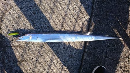 ブリ狙いに行ったんだよ？