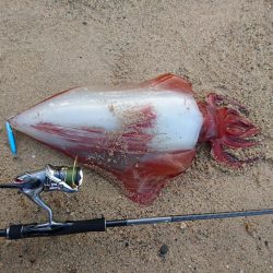 サーフでタルイカ