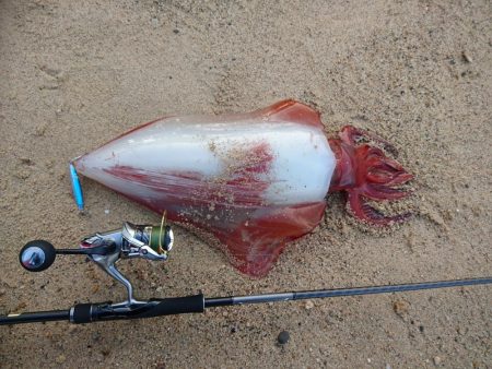 サーフでタルイカ