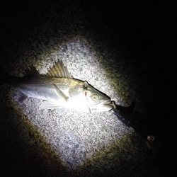 スピンテールで