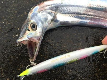 タチウオ高活性