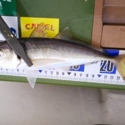 ボート釣りリベンジへ！