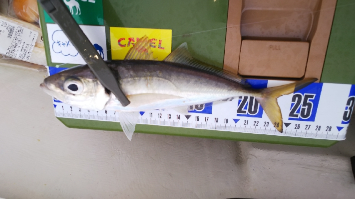 ボート釣りリベンジへ！