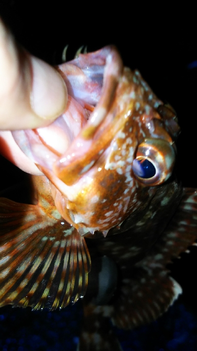 そろそろメバル？