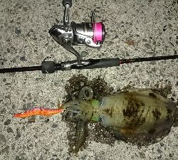 久しぶりの手応え