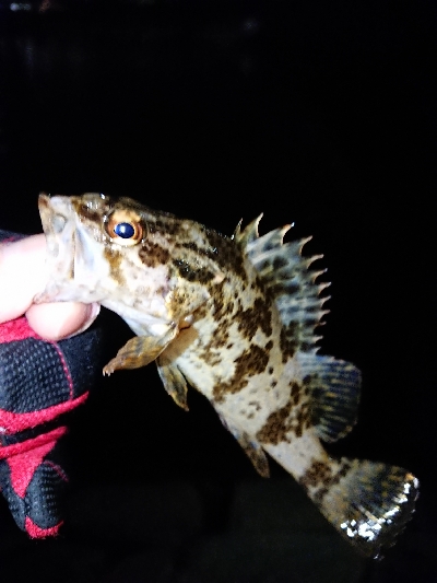 少なくなってきた