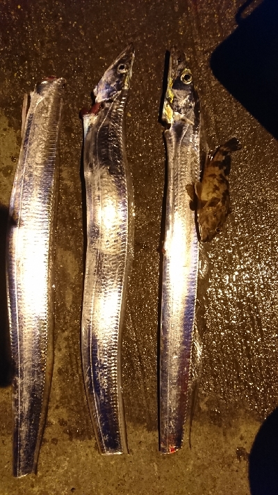 イイガシラと愉快な仲間たち