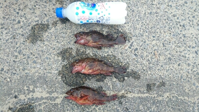 久しぶりのカサゴ