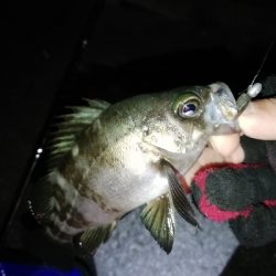 ２０㎝アップは出ず