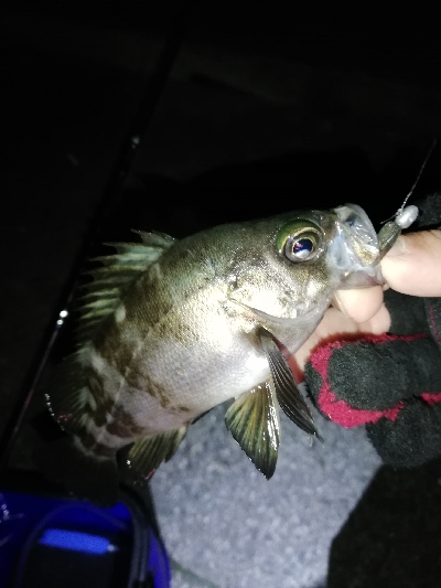 ２０㎝アップは出ず