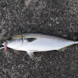 久しぶりの青物