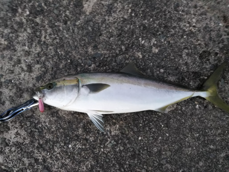 久しぶりの青物