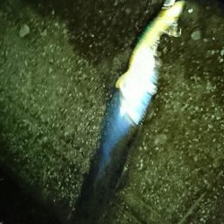 タチウオからの青物!!