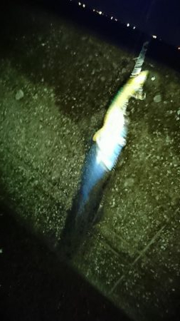 タチウオからの青物！！