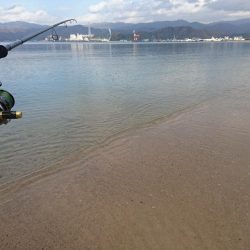 サーフでタルイカ