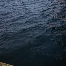 風の強い夕練シーバス調査