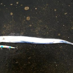 タチウオ高活性