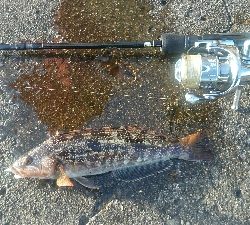 ライトゲームパラダイス